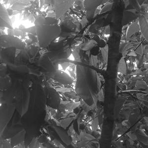 cueillette des cerises du jardin