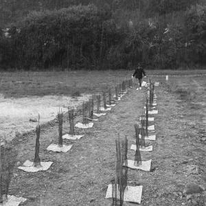 fin de plantation