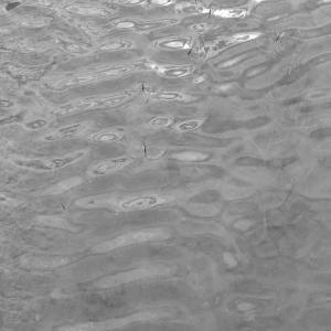 les araignées d'eau 
