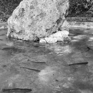 Pêche