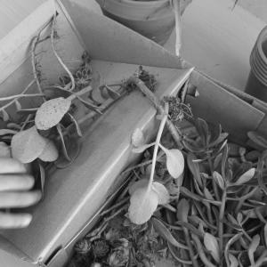les plantes grasses