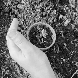 plantation avec notre compost