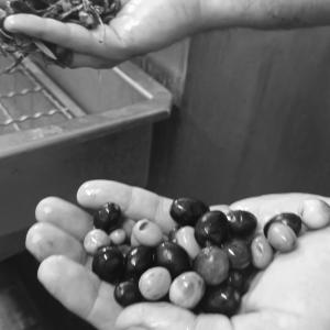 les olives avant et après le nettoyage